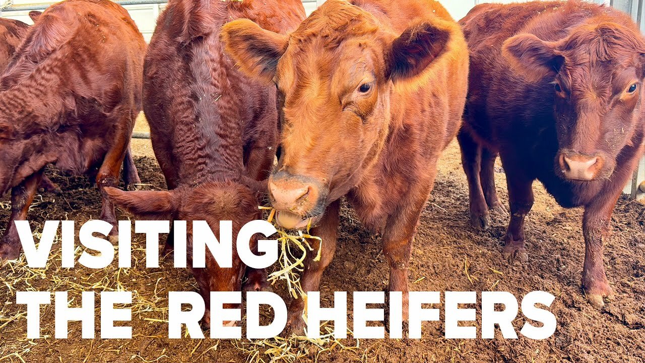 LIVE with The Red Heifers and Rain at Ancient Shilo in Israel