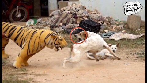 Troll Prank Dog Funny & fake Lion and Fake Tiger