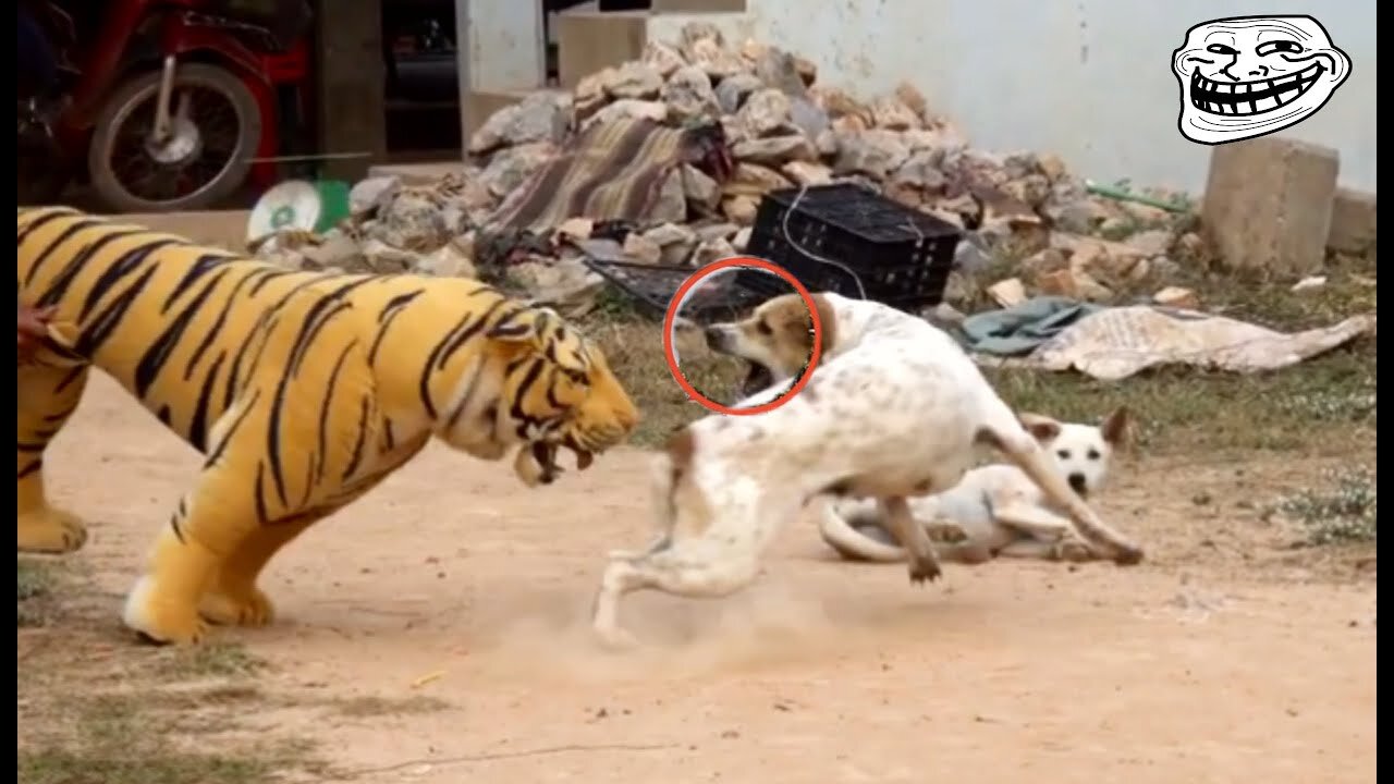 Troll Prank Dog Funny & fake Lion and Fake Tiger