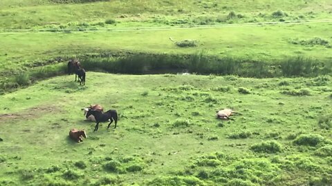 Horses sleeping in the early morning 💤