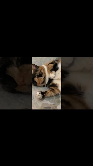 MIA CORAÇÃO 🥰 #shorts #pets #pet #petlover #gatos