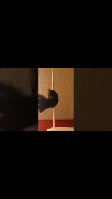 Cat Stripper 🐈 😂 #funny #cats #pets