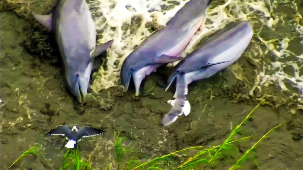 Smart Dolphins Fishing On Beach |