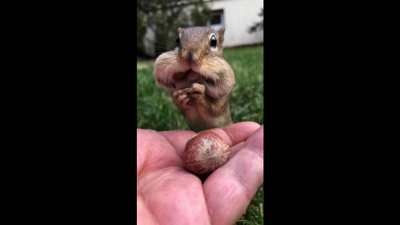 How big is a squirrel's mouth for each person?