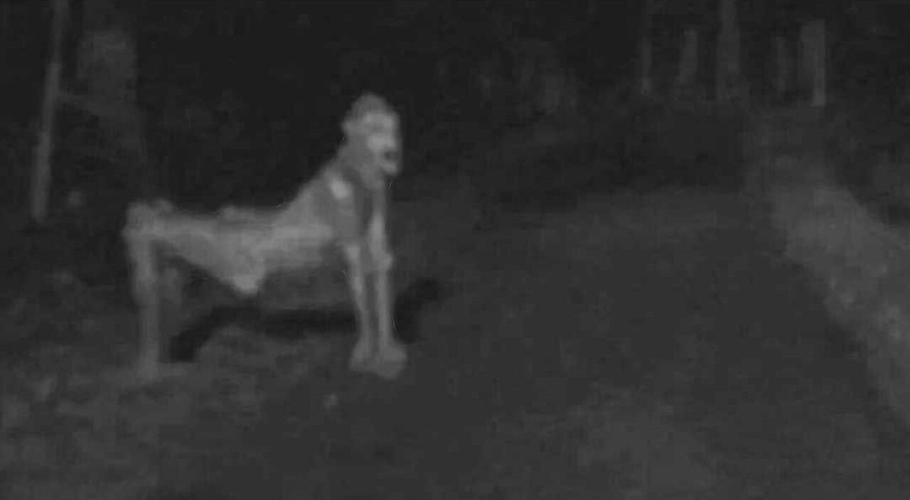 ET of the Week #32 Skinwalker