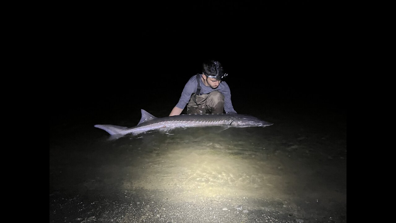 White Sturgeon Catch and Release