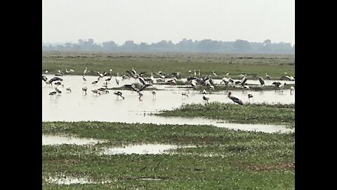 Birds wing to find food eating, កុកហើរស្វែងរកចំណីគ្រប់ទីកន្លែង