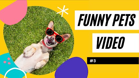 💖Cute Pets and Funny Animals - Apollo's Best Funny Pet Videos #3