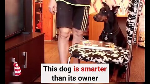 This Dog Is Smarter Than Its Owner