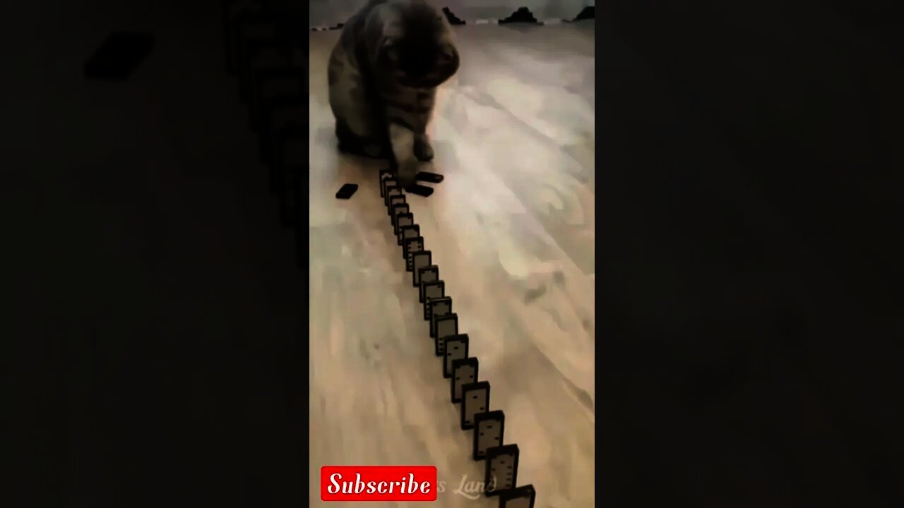 2022 best cute cat video,funny cat videos 2022|cute moment of the animals|funny cat video|pat-2😍😂😂