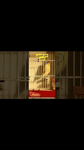 مسابقة أحسن طائر حسون مغرد روعة