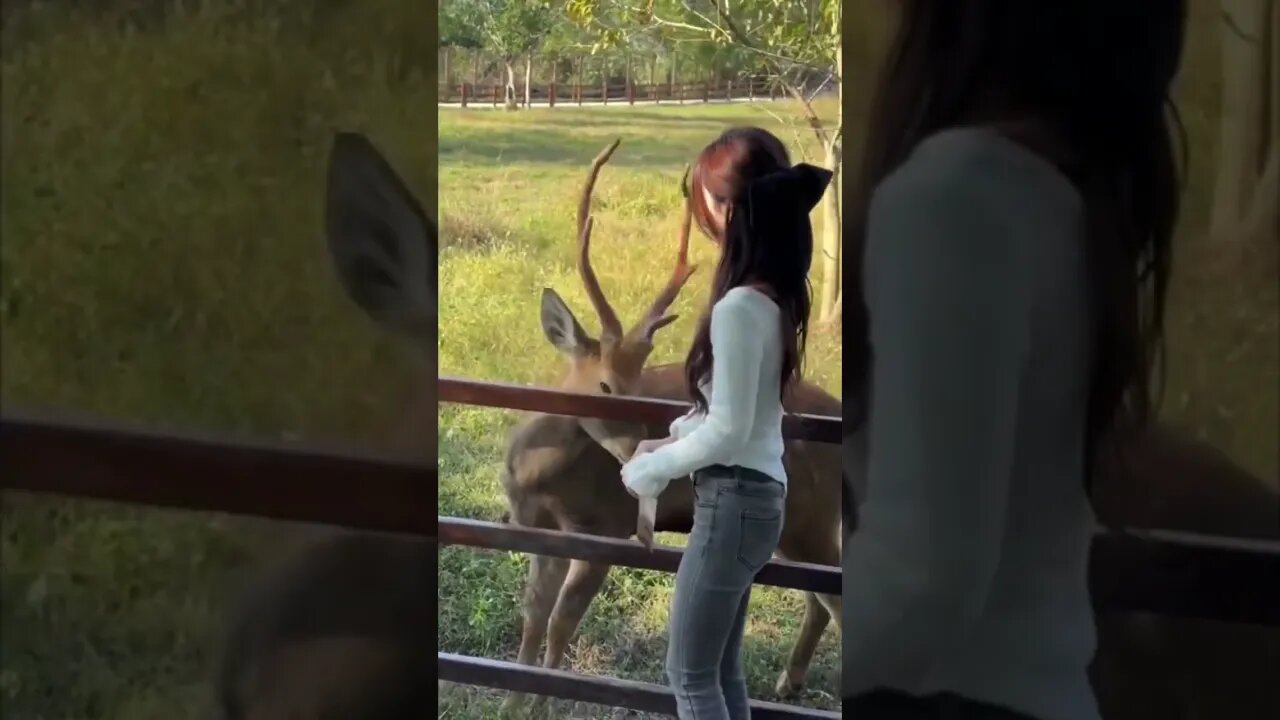 Pretty Chinese Girl Has A Friendship With A Deer