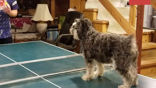 Luna Playing Ping Pong Meme