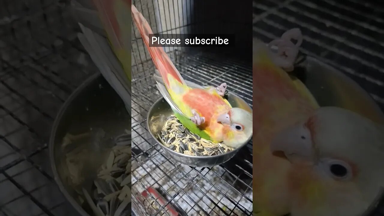 দেখুন পুকু কি ভাবে ল্যাদ খায়ে 😂😂 l #shorts l @BikisAviary