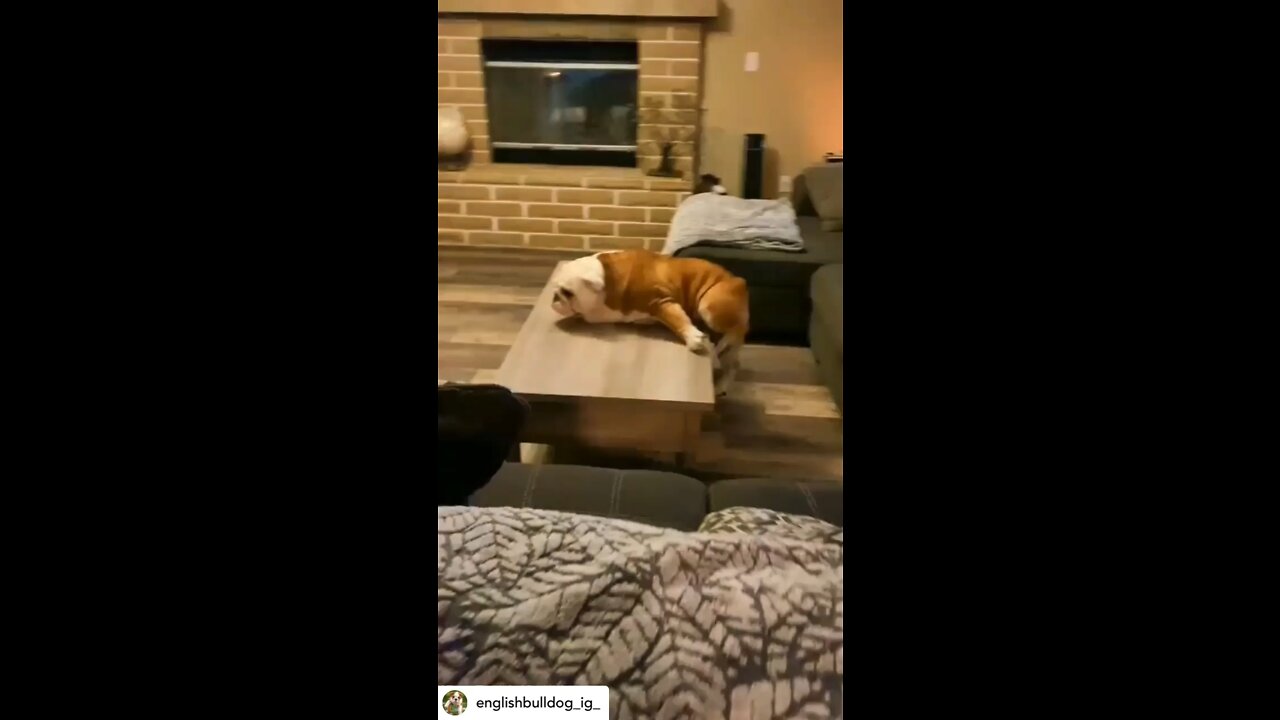 Bulldog Stuck On Table 😅