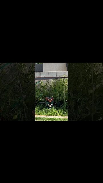 Happy Sunday morning in the Garden🍅 #backyardgarden #containergardening #tomato #gardening