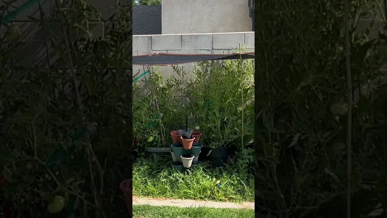 Happy Sunday morning in the Garden🍅 #backyardgarden #containergardening #tomato #gardening