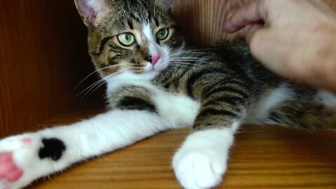 Kitten Purrs on a Shelf