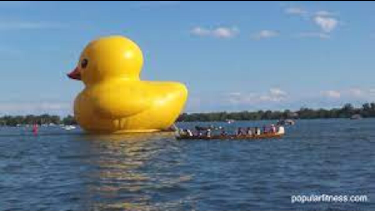 Giant rubber duck's presence in Maine harbor a mystery