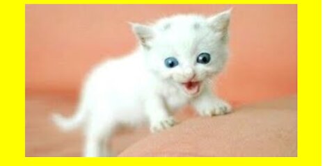 Tha cat and dog puppies animal funny video 😂😂😍