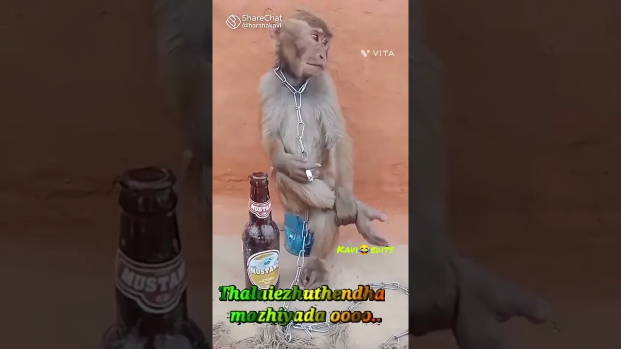 Drunken Monkey 🐒