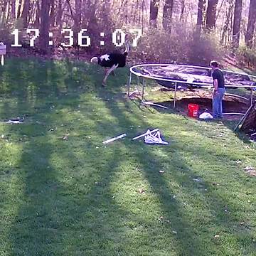 Ostrich Runs Through Backyard And Man Is Left In Disbelief