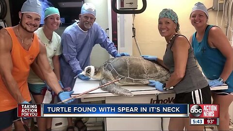 Sea turtle recovering after being found with spear through neck in Florida Keys