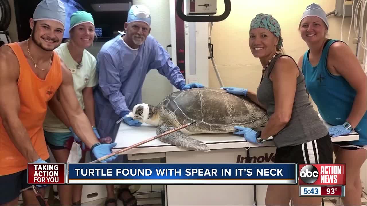 Sea turtle recovering after being found with spear through neck in Florida Keys