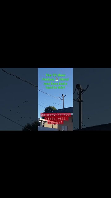 Did Fantasy Island Introduce the parrot 🦜 to CA?