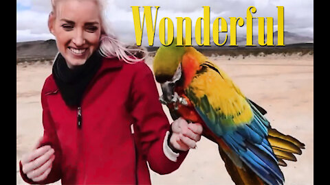 Amazing parrots