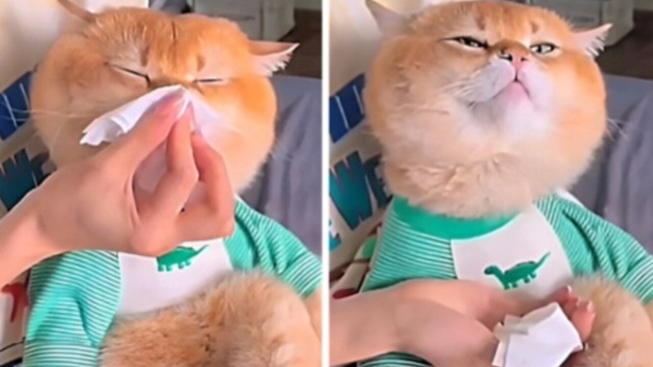 Cute Cat Blows His Little Nose :)