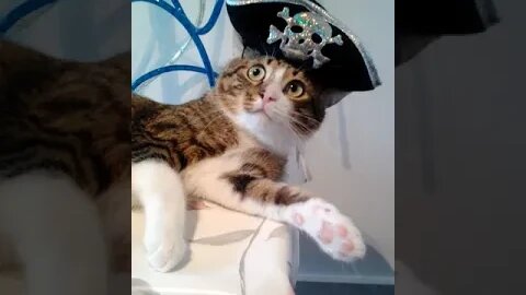 Get off the Table You Small Pirate Cat #shorts