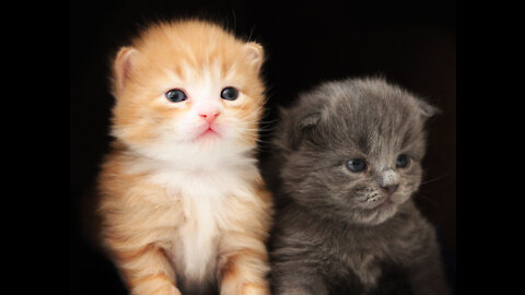 British Short hair kitten video so lovely cat.