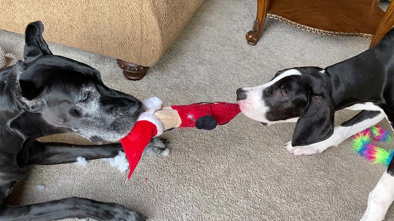 Great Danes play tug-of-war with Santa Claus