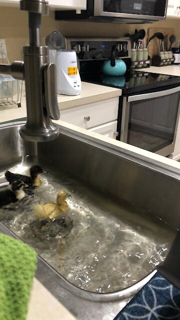 Duck bath sink