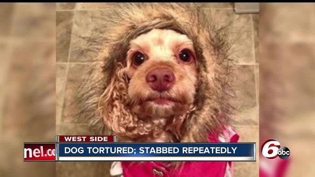 Police looking for the person who stabbed a dog 15 times with a screwdriver