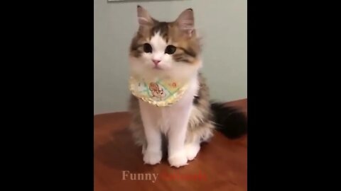 So many cute kittens videos compilation 2018