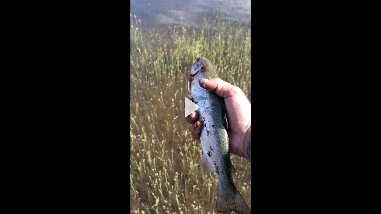 Feeding trout fish to wild Eagle