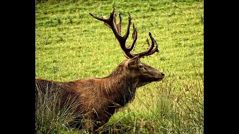 deer life