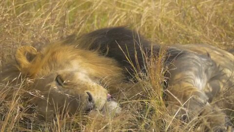 Whether the lion was dead or asleep1