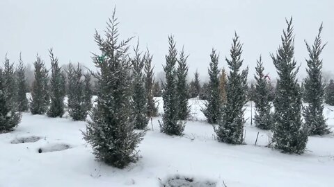 Fresh Snow | Walking In Tree Farm | Winter Walk | Silent Walking In Nature