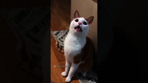 Funny cat 🤣😂 #shorts