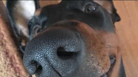 Doberman mostra os dentes de forma cômica