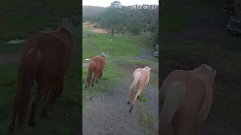 The secret lives of horses