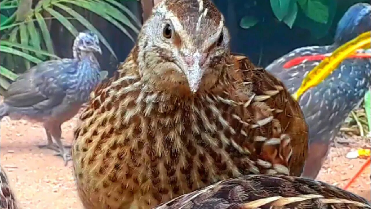 CODORNA VS CODORNA DIVERSÃO GARANTIDA