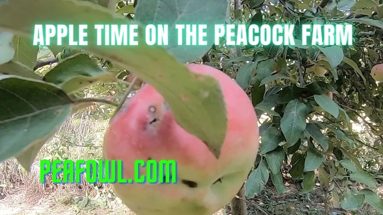 Apple time on The Peacock Farm, Peacock Minute, peafowl.com