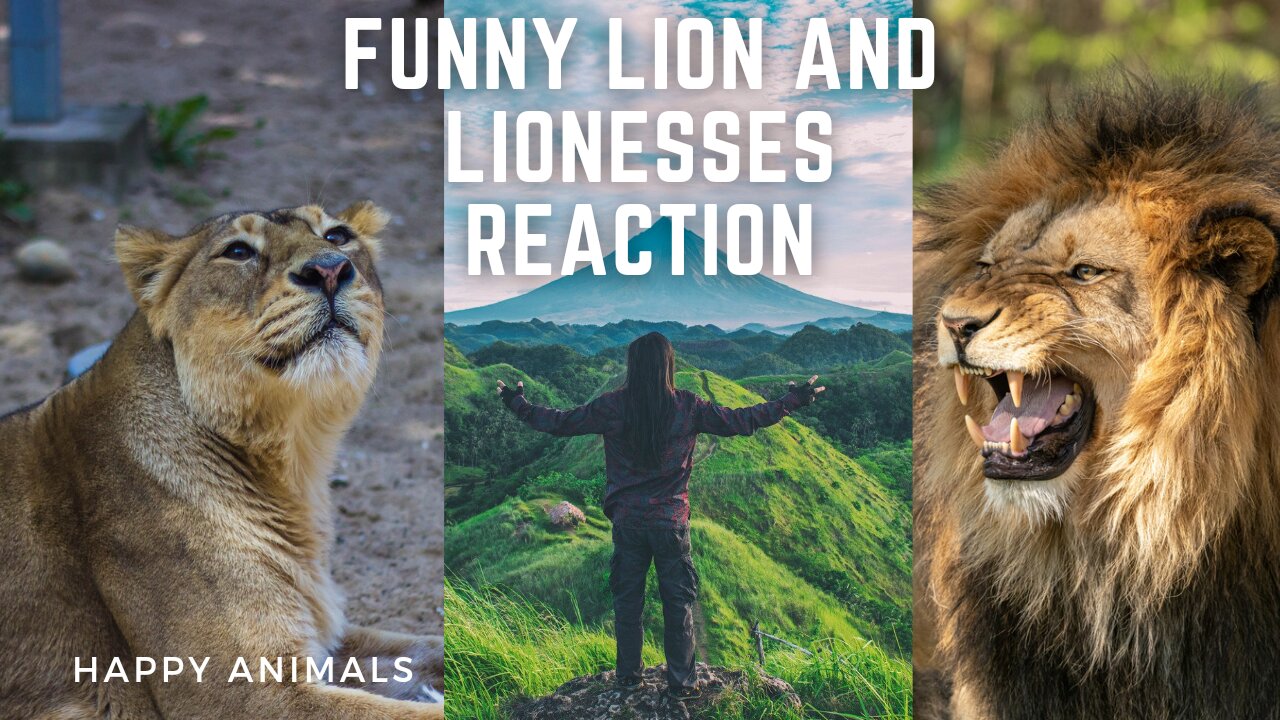 Funny Lion with Lionesses completion | Funny Ani mla | Crazy Animal