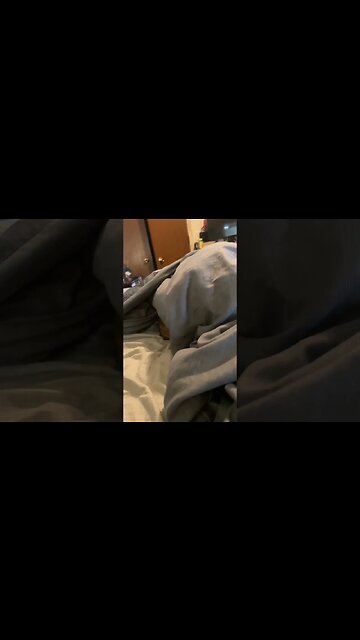 Monkey the Wiener Dog Cover Hog