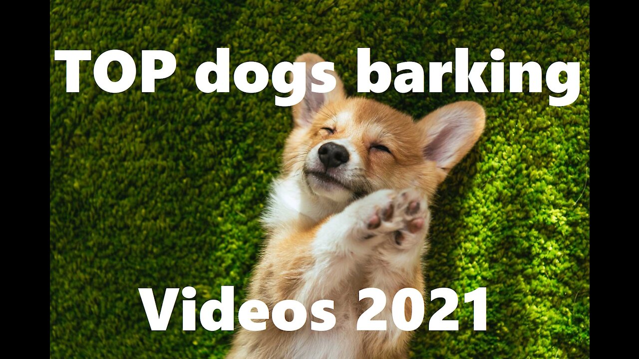 TOP dogs barking videos compilation 2021