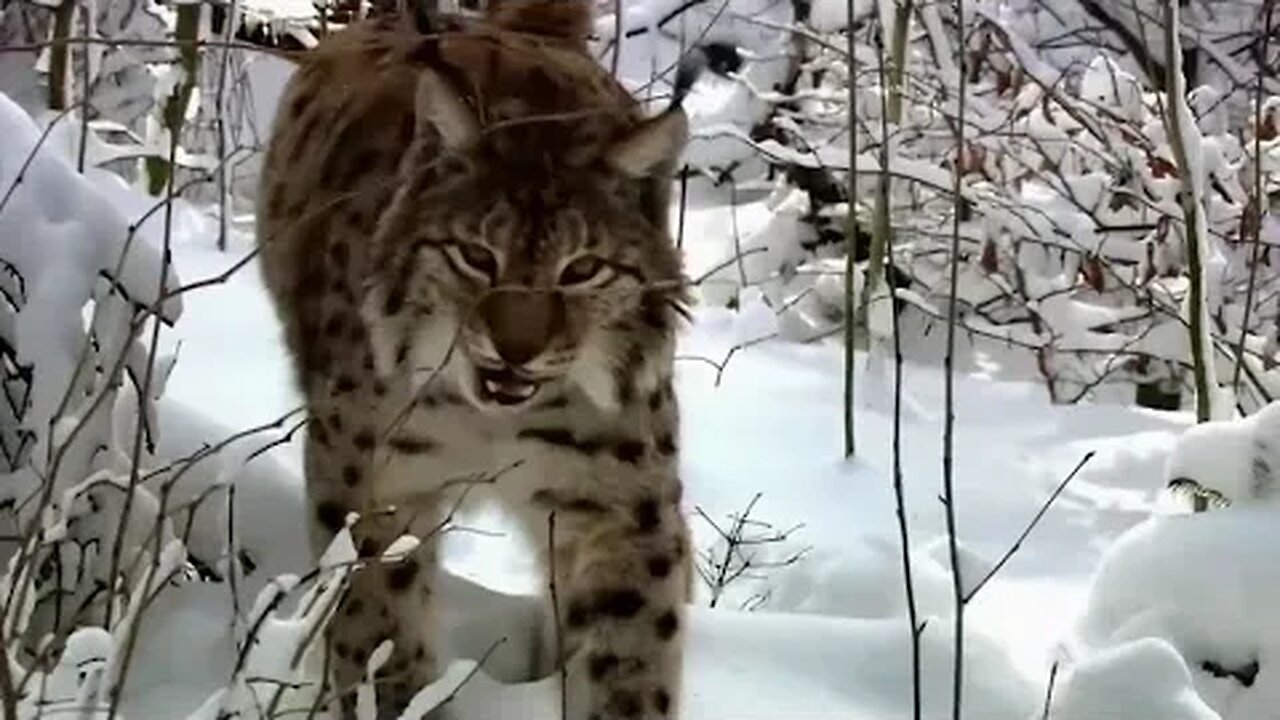 ANIMAIS EXTREMAMENTE PERIGOSOS EM SUA CAÇADA / FABULOSO MUNDO ANIMAL